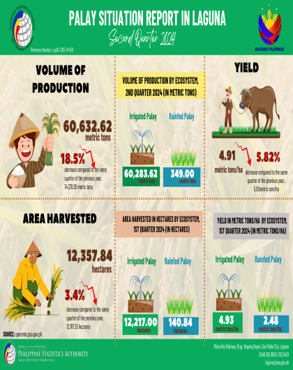 Palay Situation Report in Laguna: Second Quarter 2024