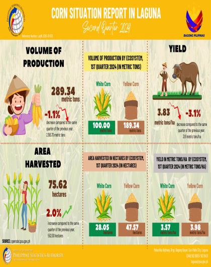 Corn Situation Report in Laguna: Second Quarter 2024